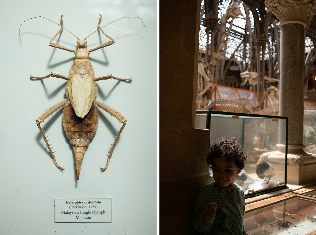 Pitt Rivers - Christinaclarephoto 2022 (14)