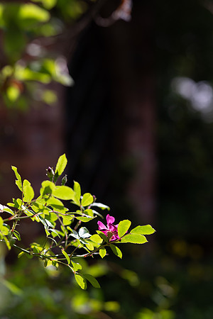Christina-Clare Photography | Wedding Photography in Shropshire