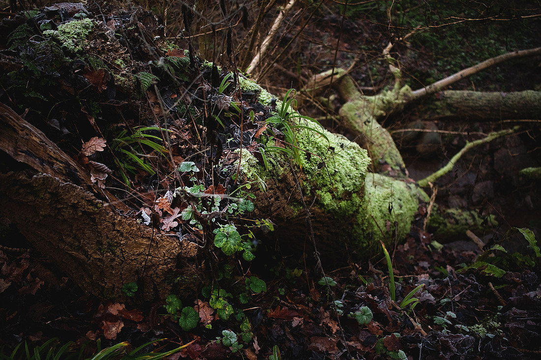 Christina-Clare Photography | Bridgnorth Photographer