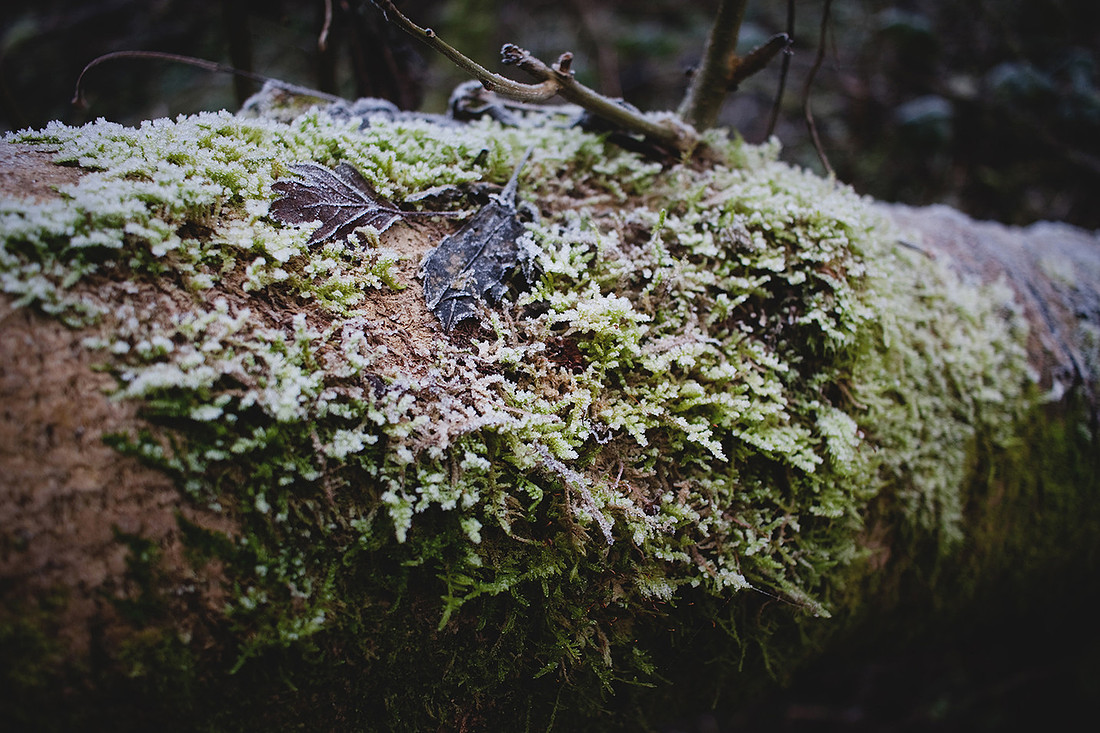 Christina-Clare Photography | Bridgnorth Photographer