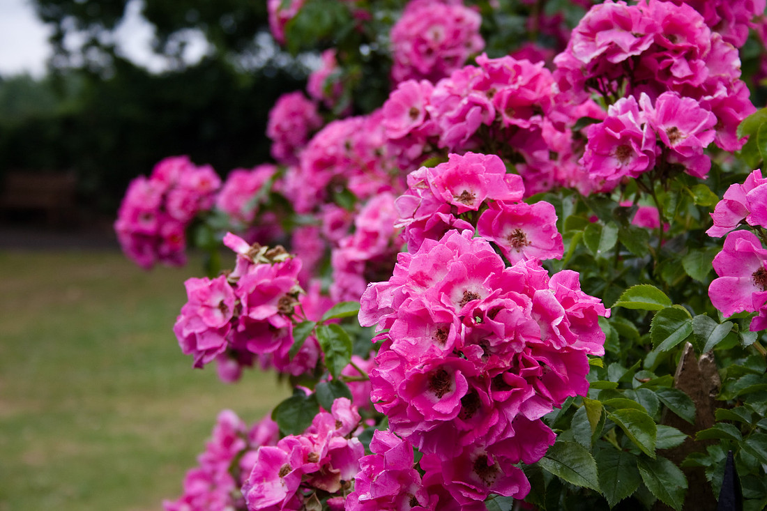 Bridgnorth Castle Garden