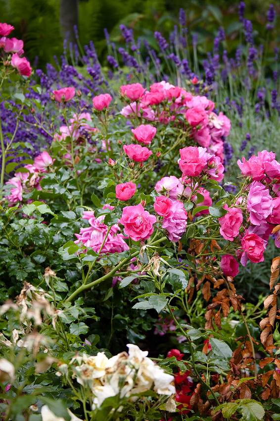 Bridgnorth Castle Garden