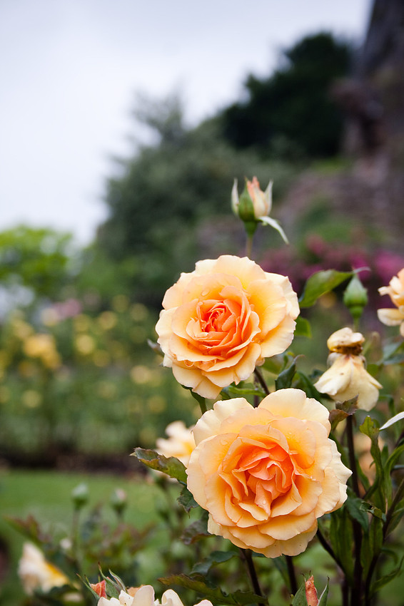 Bridgnorth Castle Garden