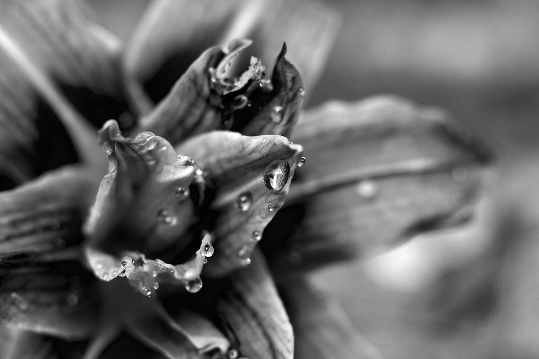 Summer Rain
