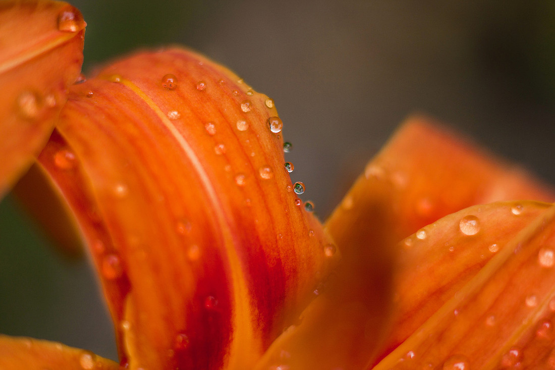 Summer Rain