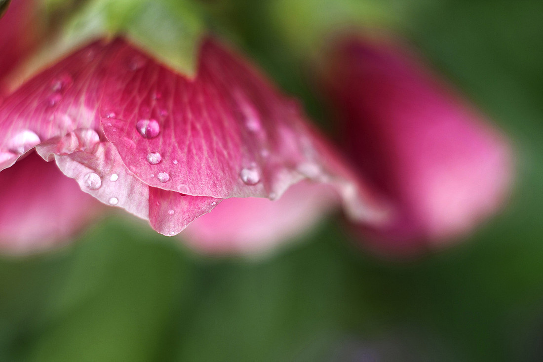 Summer Rain