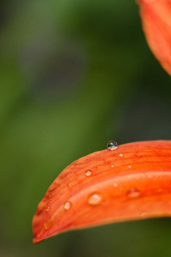 Summer Rain