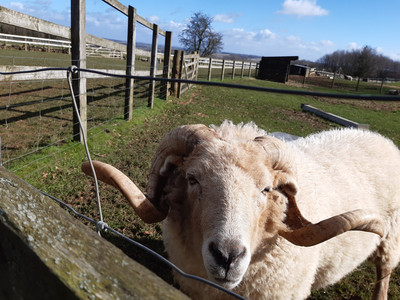 EY & KS1 Wildlife: Jack B (Y1)