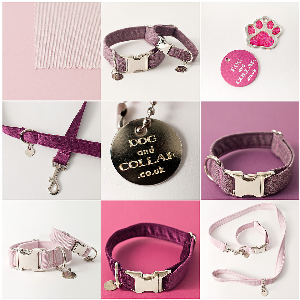 dog and collar blog