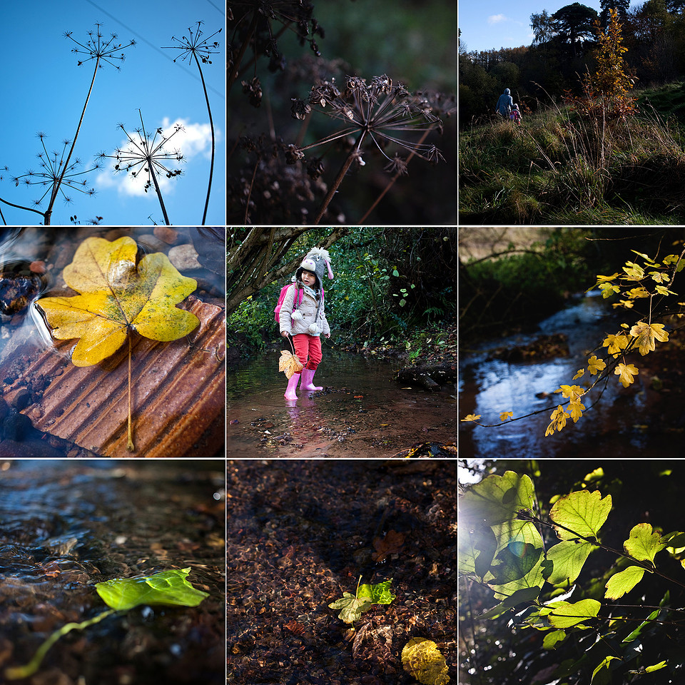 woodsblog2