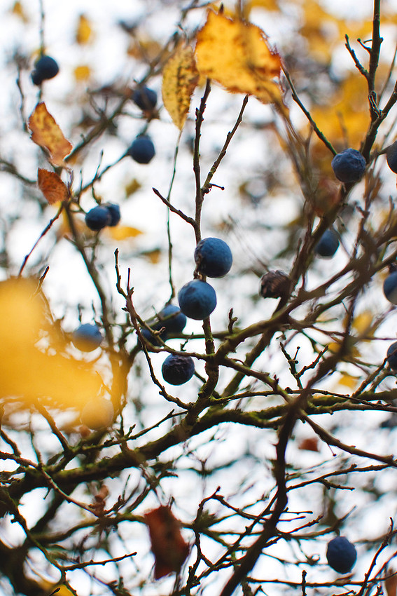 Christina-Clare Photography | Autumn Landscape Bridgnorth