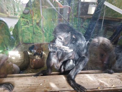 KS2 Wildlife Tom M (Y4)