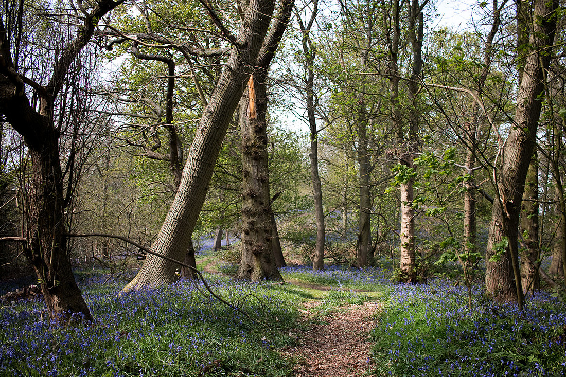 bluebell wood