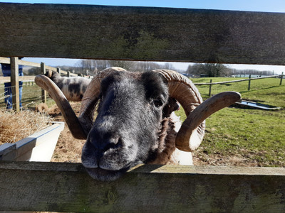 EY & KS1 Wildlife: Jack B (Y1)