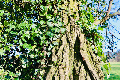 KS2 Wildlife: Jack M (y4)