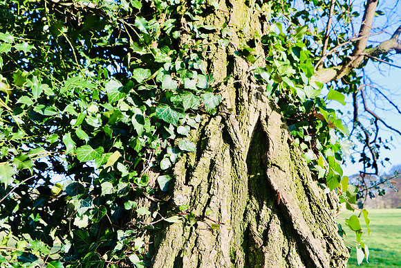 KS2 Wildlife: Jack M (y4)