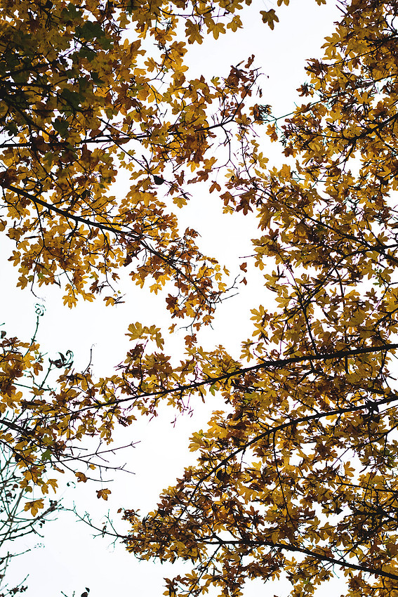 Christina-Clare Photography | Autumn Landscape Bridgnorth