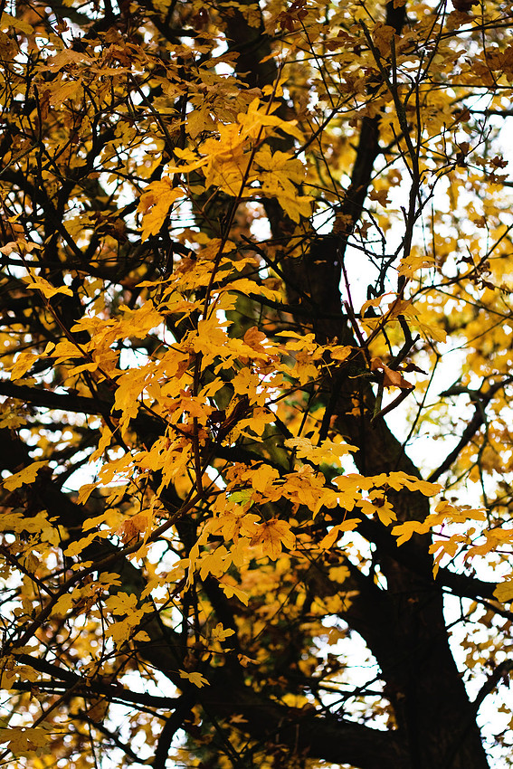 Christina-Clare Photography | Autumn Landscape Bridgnorth