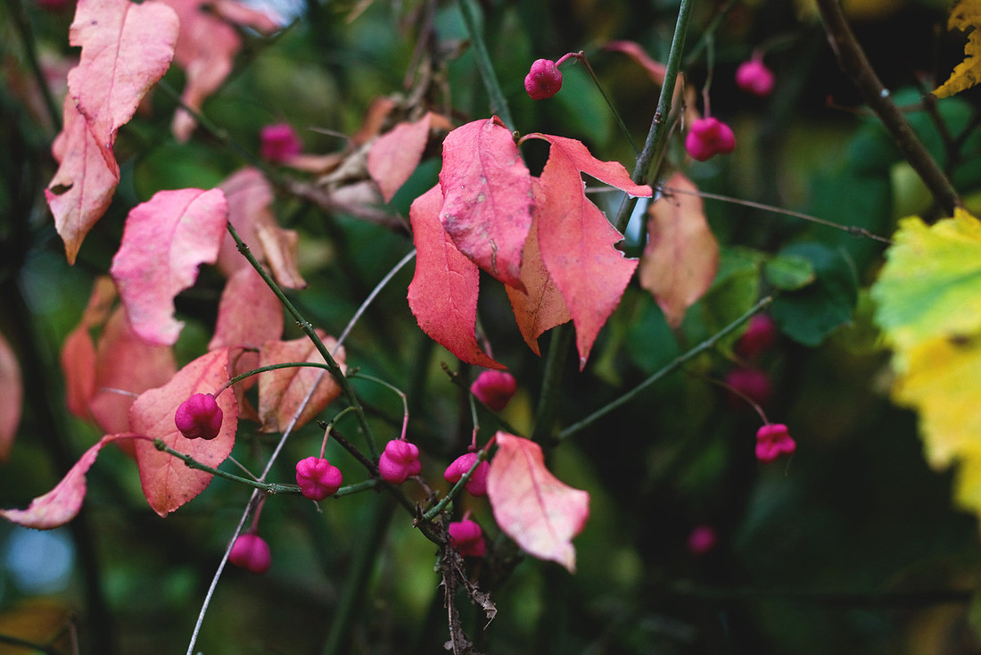 Christina-Clare Photography | Autumn Landscape Bridgnorth