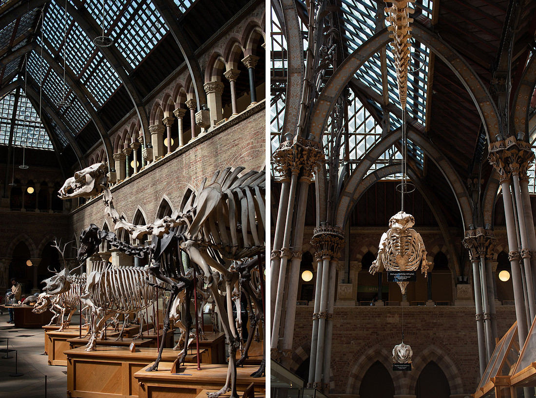Pitt Rivers - Christinaclarephoto 2022 (11)