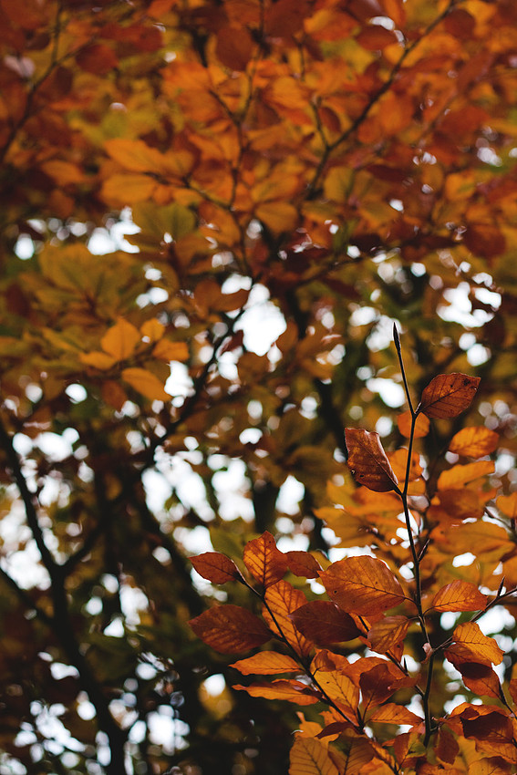 Christina-Clare Photography | Autumn Landscape Bridgnorth