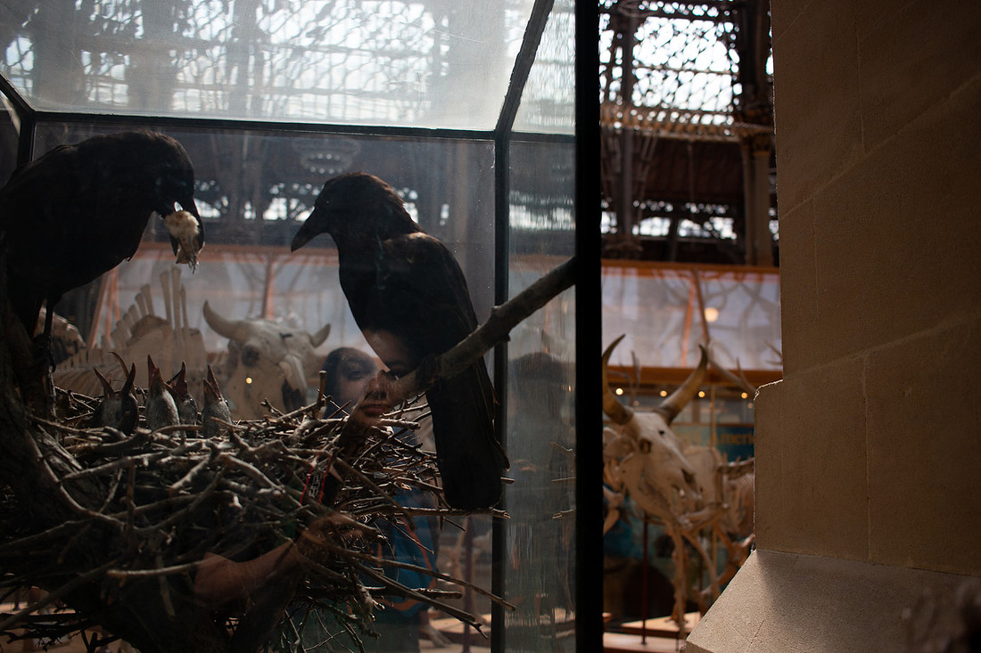 Pitt Rivers - Christinaclarephoto 2022 (13)
