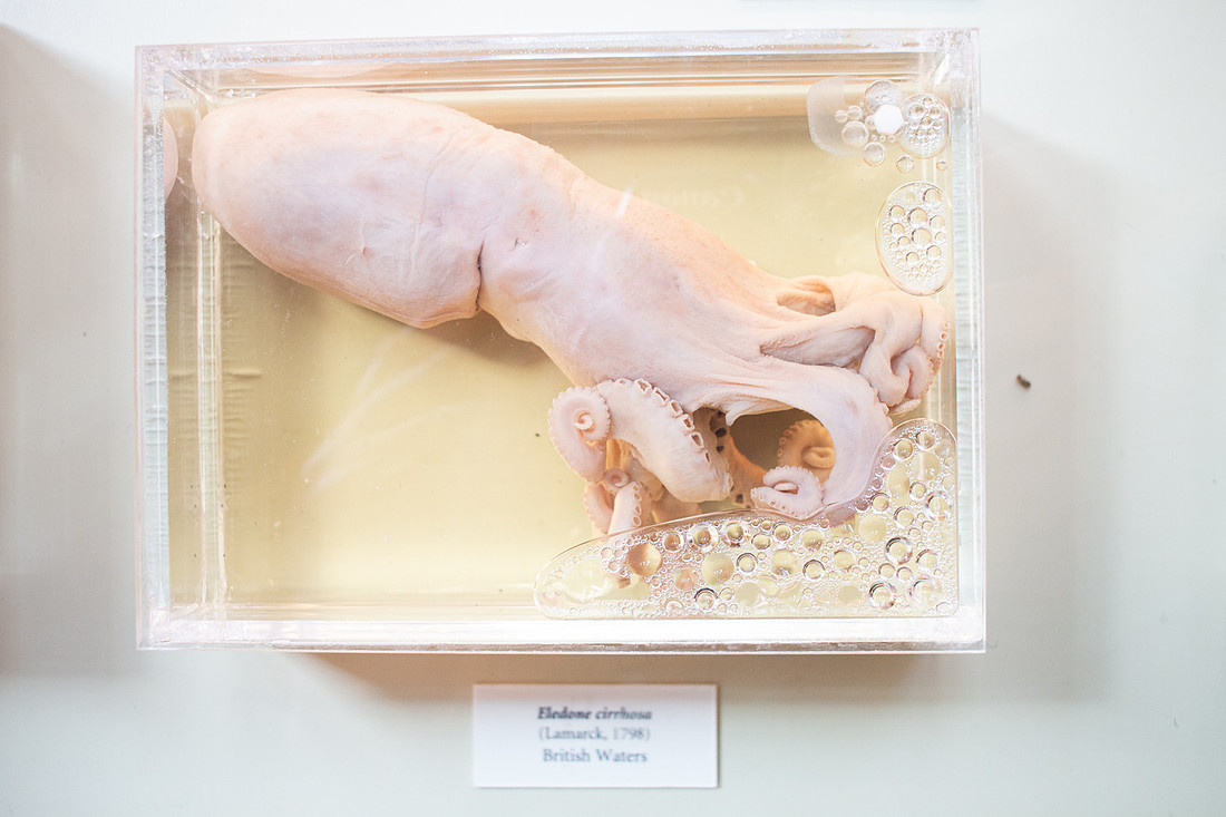 Pitt Rivers - Christinaclarephoto 2022 (19)