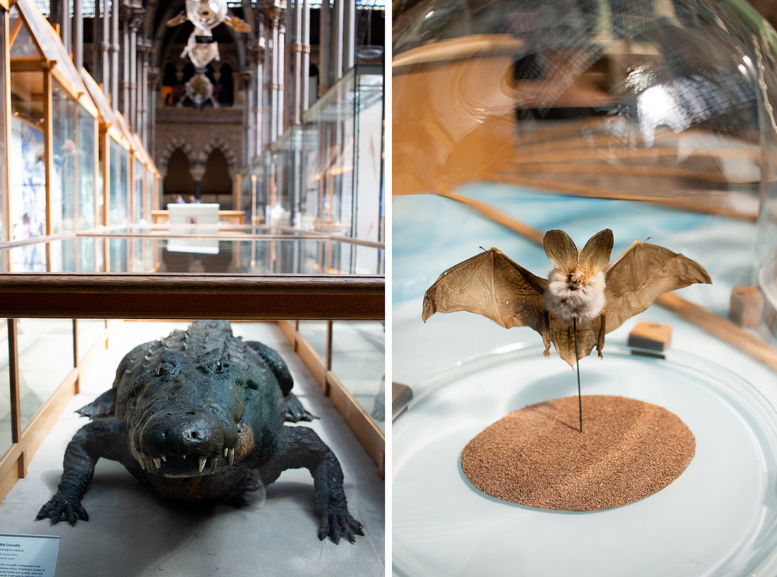 Pitt Rivers - Christinaclarephoto 2022 (8)
