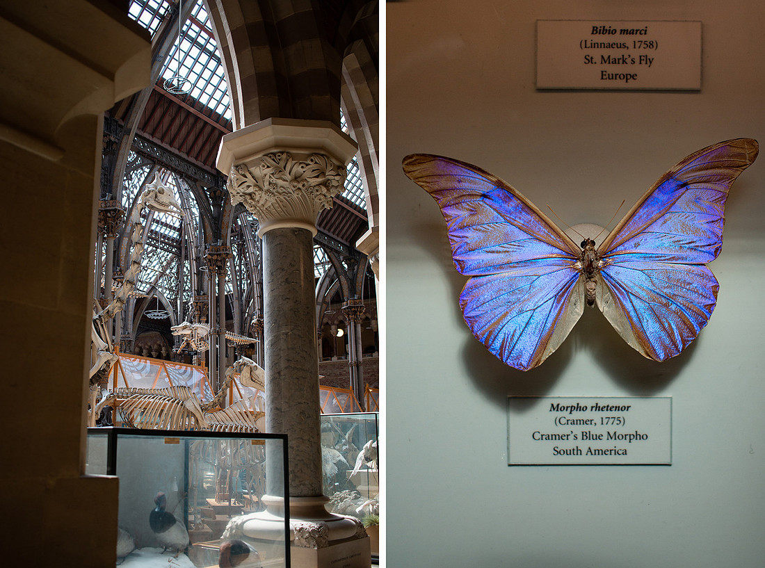 Pitt Rivers - Christinaclarephoto 2022 (15)