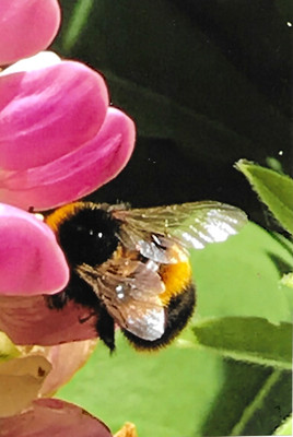 KS2 Wildlife Millie B (Y5)