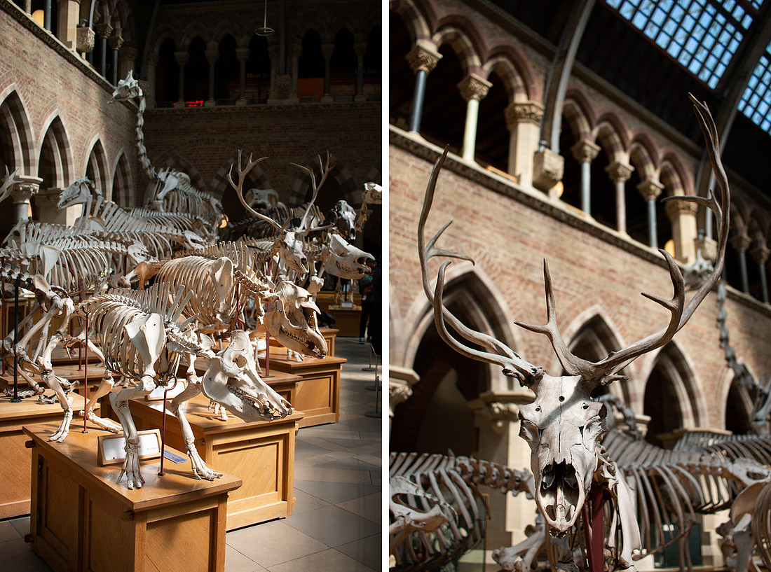 Pitt Rivers - Christinaclarephoto 2022 (10)