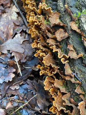 Fungus on a fallen tree spotted on our walk in the Bridgnorth countryside