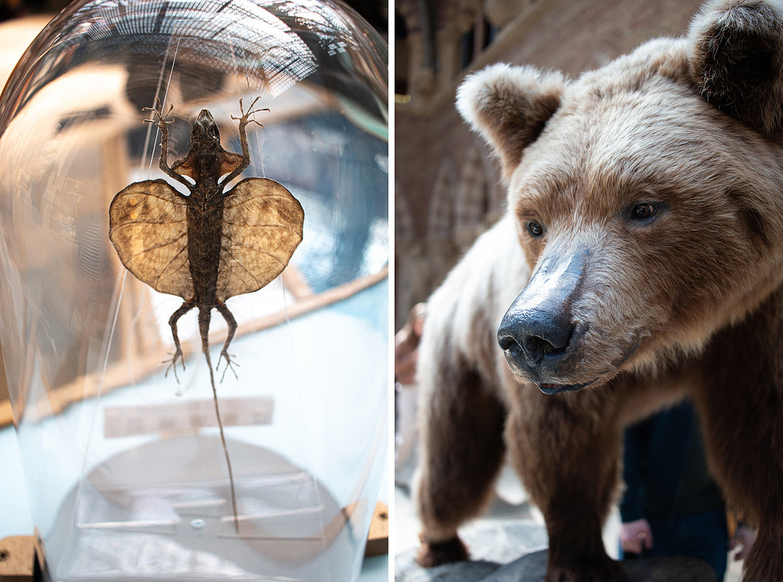 Pitt Rivers - Christinaclarephoto 2022 (7)