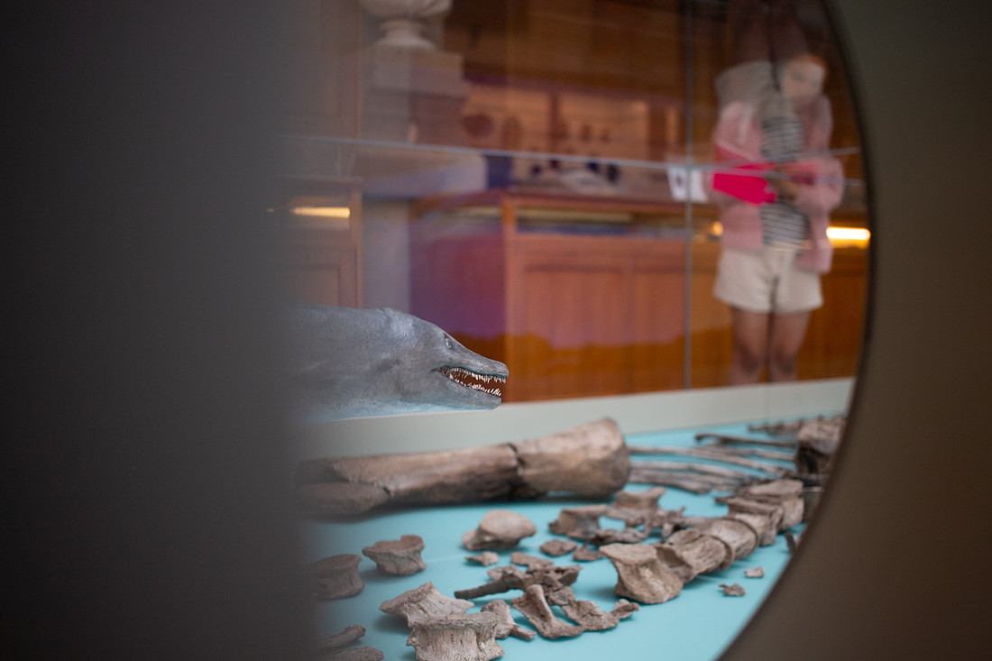Pitt Rivers - Christinaclarephoto 2022 (4)