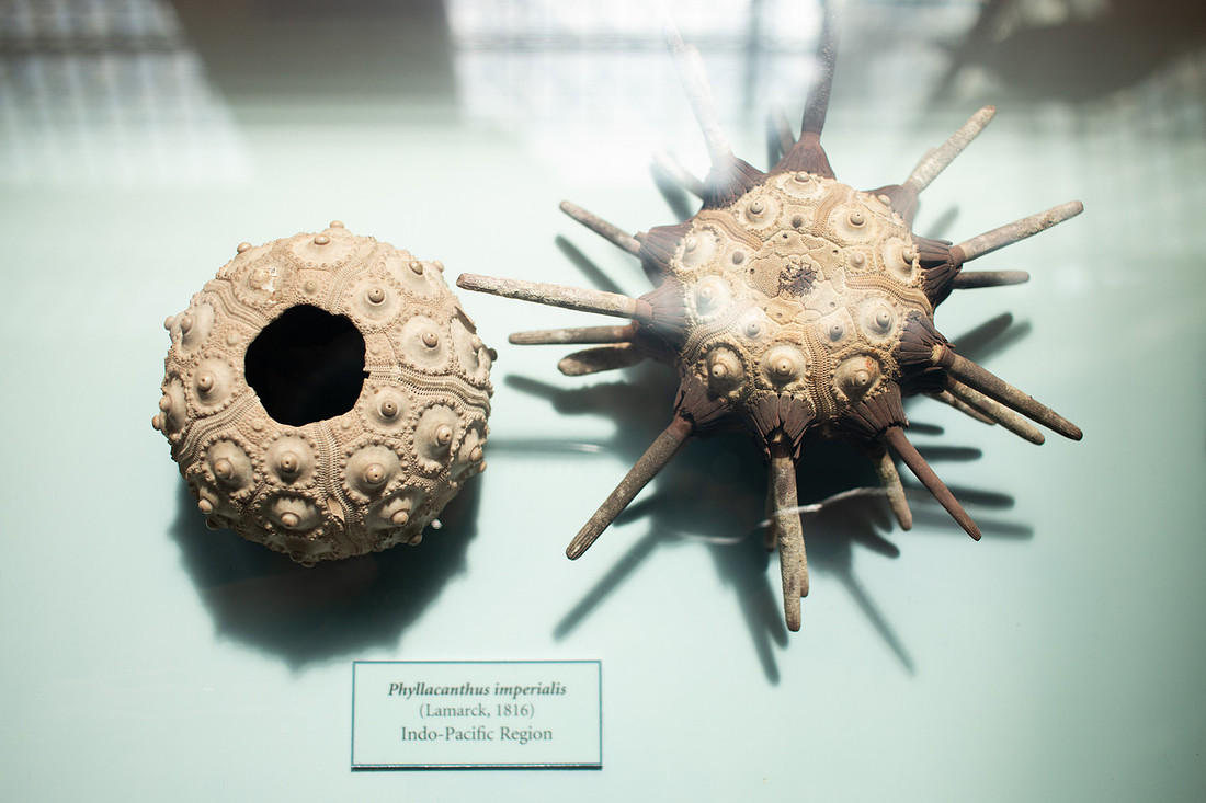 Pitt Rivers - Christinaclarephoto 2022 (12)