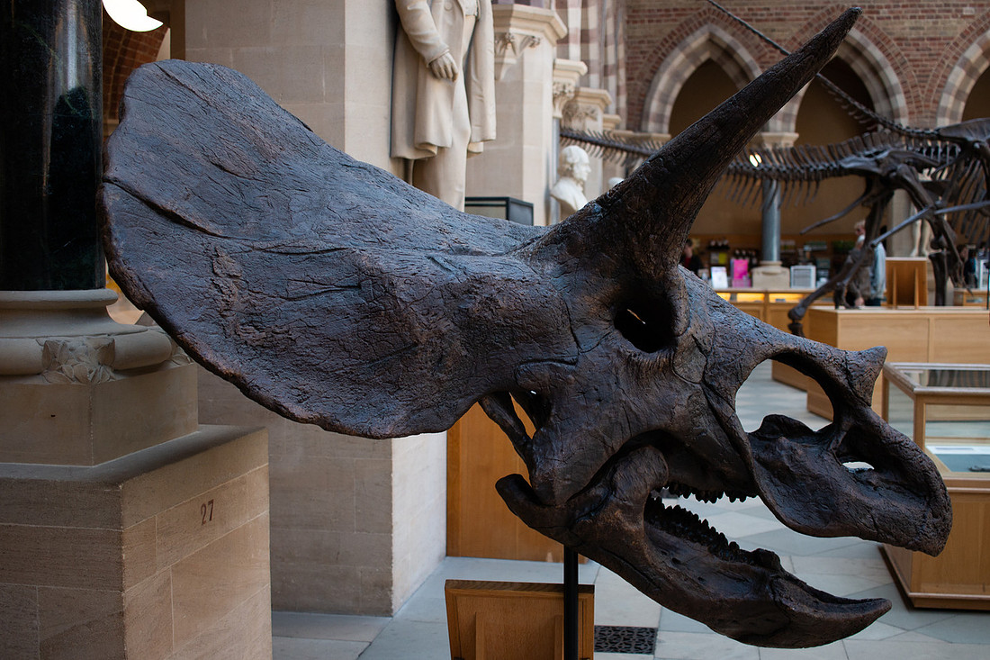 Pitt Rivers - Christinaclarephoto 2022 (5)